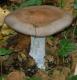 Fungi: Wood Blewit (Lepista nuda)